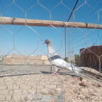 نقره ای