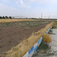 زمین-کشاورزی-ماهیدشت