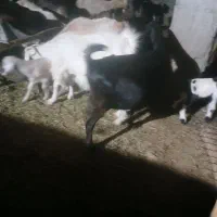 بز  نجدی