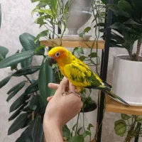 طوطی خورشیدی ماده نژاد خاص