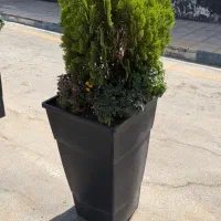 کاج کامیس با گلدان لابی گلپونه