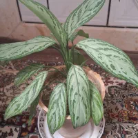 گل آگلونما هندونه ای