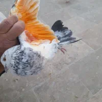 کفتر گرفتنی پر دم
