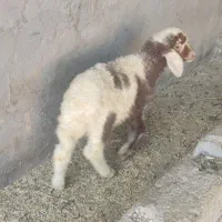 بره نر