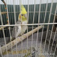عروس هلندی ماده