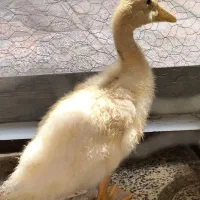 بچه اردک ۲ماهه