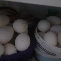 تخم غاز تازه نطفه دار