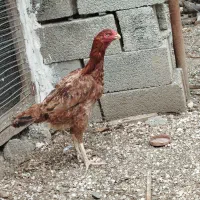 مرغ لاری اصیل