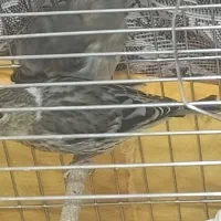 جوجه سهره قناری 8عدد