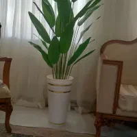 درختچه پرنده بهشتی