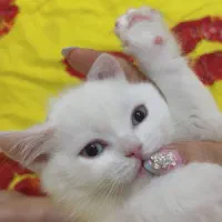 اسکاتیش های زیبا