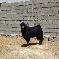 پازن ترکی