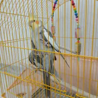 عروس هلندی