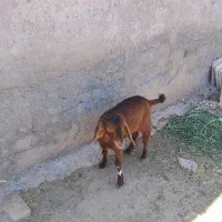 بزغاله لنگ سقلو