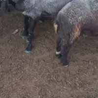شیشک بره دار اصل چال