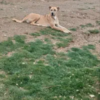 سگ سرابی ماده