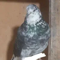 کبوتر گمشده.هر کی گرفته اطلاع بده