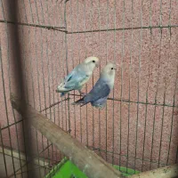 طوطی کوتوله برزیلی