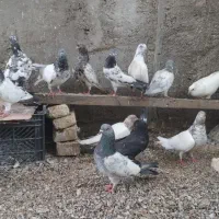 بلندرو