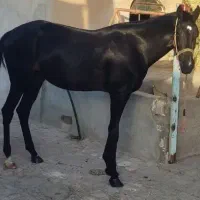اسب مادیون ترکمن خالص