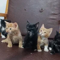 واگذاری بچه گربه
