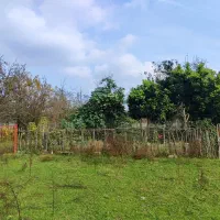 زمین سند دار  تک برگ