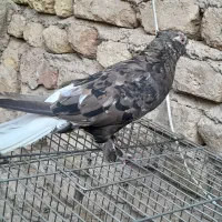 کبوتر