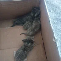 واگذاری بچه گربه