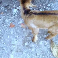 کهره نر سرحال