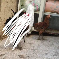 مرغ عین دو