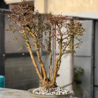 درختچه پیش بنسای