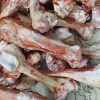 قلم گوساله