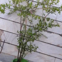 انار|گل و گیاه طبیعی|ملایر, |دیوار