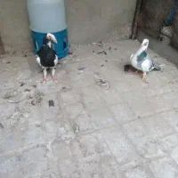 جفت کبوتر