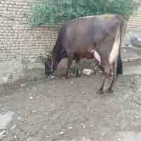 بهران سویس اصل 5ماه ابستن 20کیلوشیر