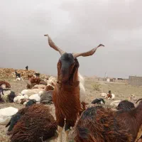 نر بز