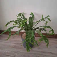 سرخس لانه پرنده‌