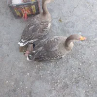 غاز نروماده