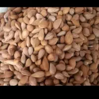 فروش بادام در لنده