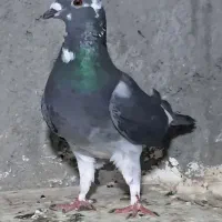ابلغ|پرنده|مشهد, آیت الله کاشانی|دیوار