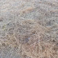 علف کاه باغ