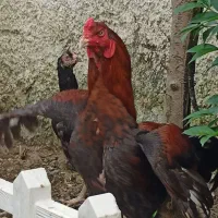 خروس لاری