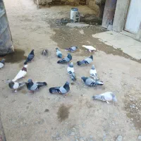 کبوتر سبز