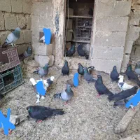 فروش کبوتر