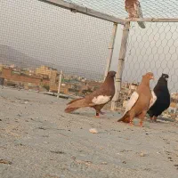 کفت. بهبهانی
