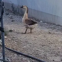 قوغاز