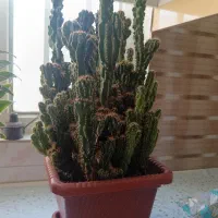 کاکتوس فروشی