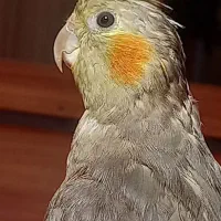 عروس هلندی شیطون