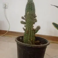 انواع گل|گل و گیاه طبیعی|بجنورد, |دیوار