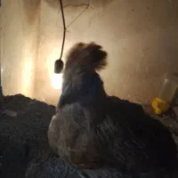 تعدادی جوجه ۱ تا دو ماهه